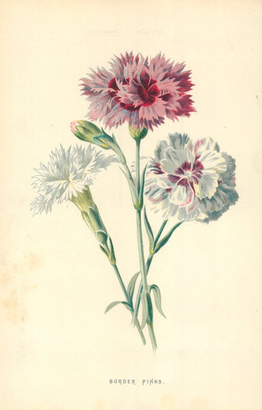 Border Pinks av Frederick Edward Hulme