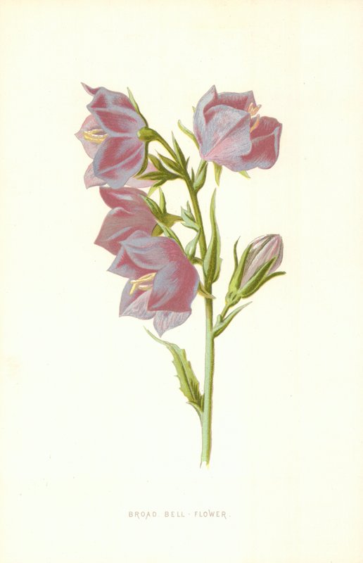 Brede Klokkeblomsterviet av Frederick Edward Hulme