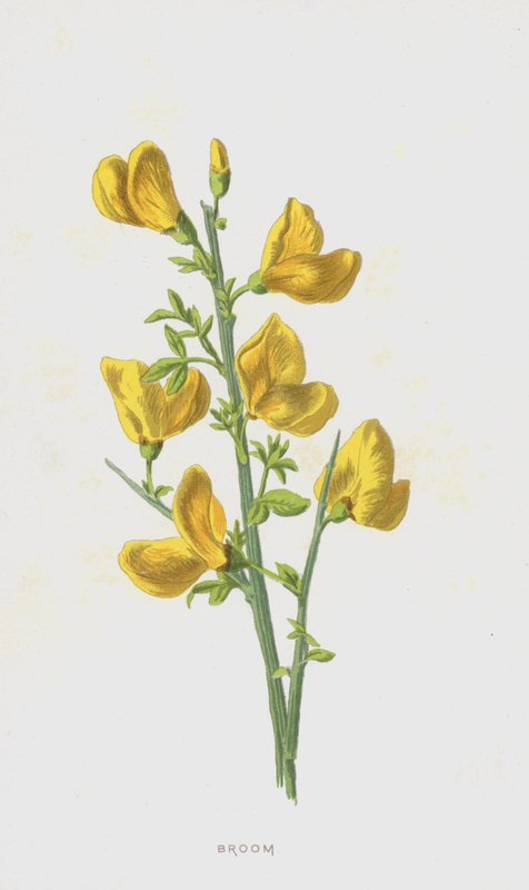 Kvast (chromolitho) av Frederick Edward Hulme