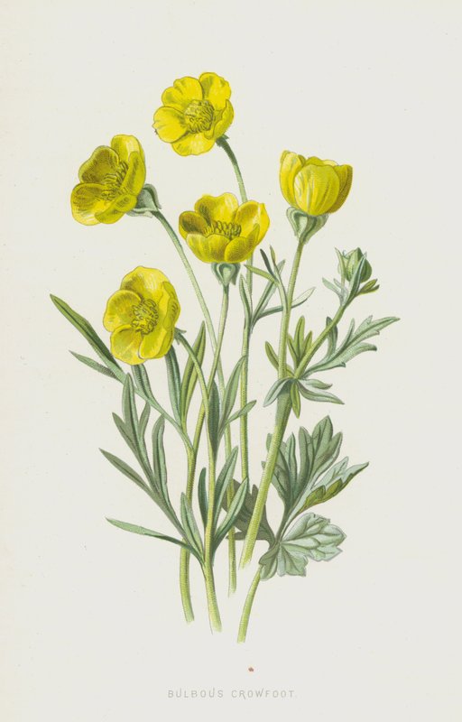 Lökig kråkfot (chromolitho) av Frederick Edward Hulme