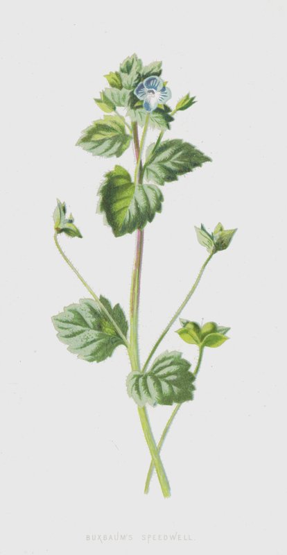 Buxbaums Speedwell (chromolitho) av Frederick Edward Hulme