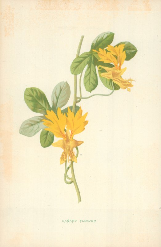 Kanarieblomma av Frederick Edward Hulme
