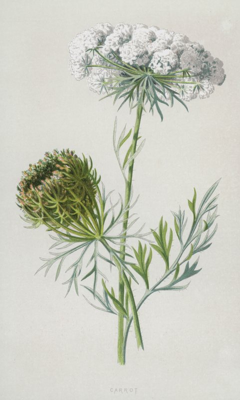 Morot (chromolitho) av Frederick Edward Hulme