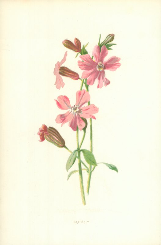 Catchfly av Frederick Edward Hulme
