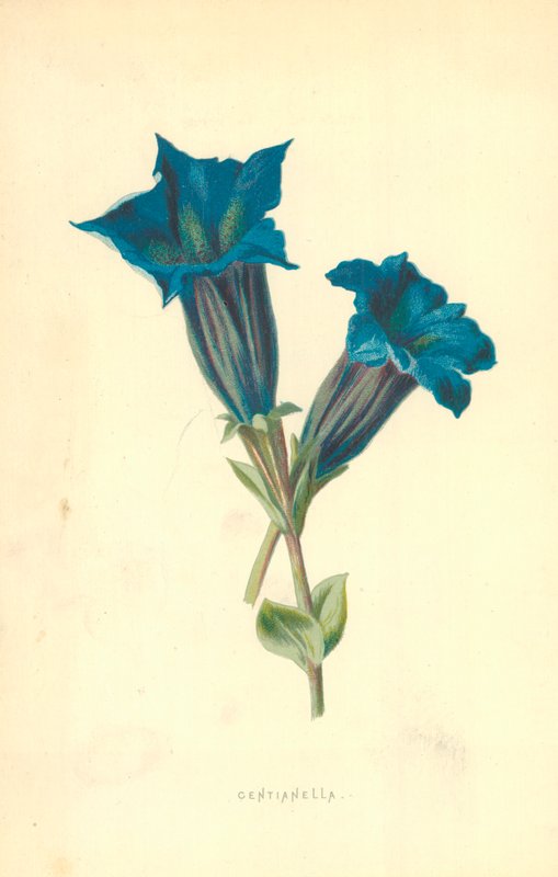 Centianella av Frederick Edward Hulme