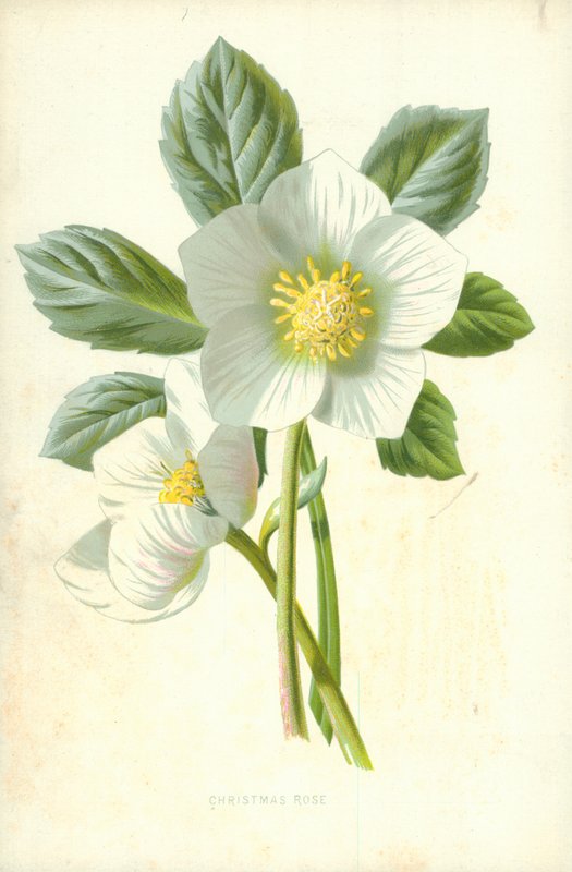 Jul Roseswed av Frederick Edward Hulme