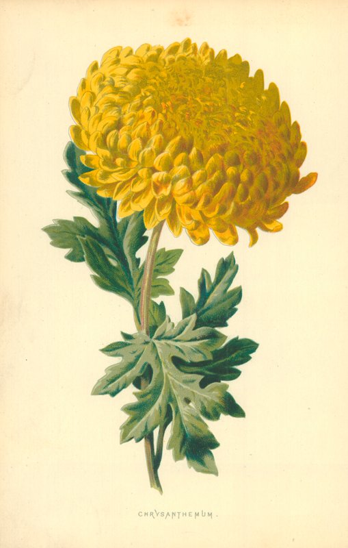 Krysantemum av Frederick Edward Hulme