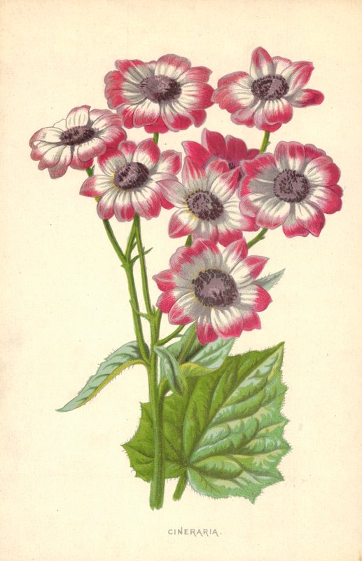 Cineraria av Frederick Edward Hulme