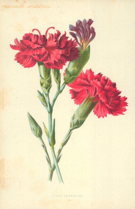 nejlika nejlika av Frederick Edward Hulme