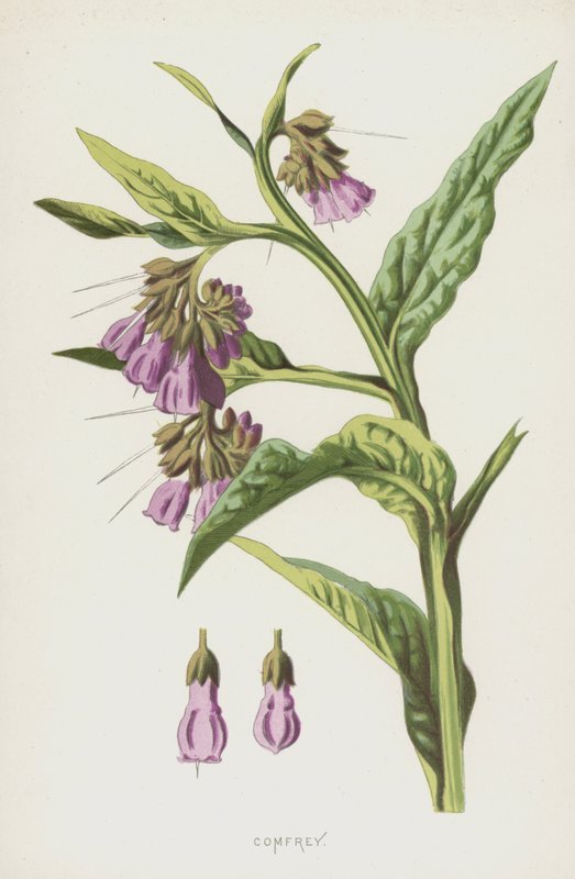 Vallört (chromolitho) av Frederick Edward Hulme