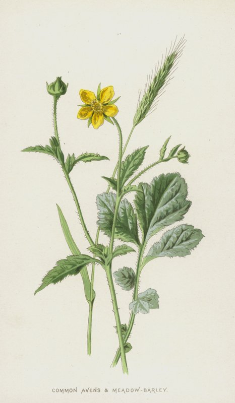 Common Avens och Meadow-Barley (chromolitho) av Frederick Edward Hulme