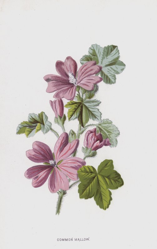 Vanlig malva (chromolitho) av Frederick Edward Hulme