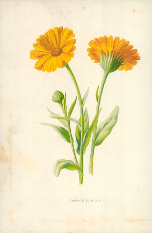 Vanlig ringblomma av Frederick Edward Hulme