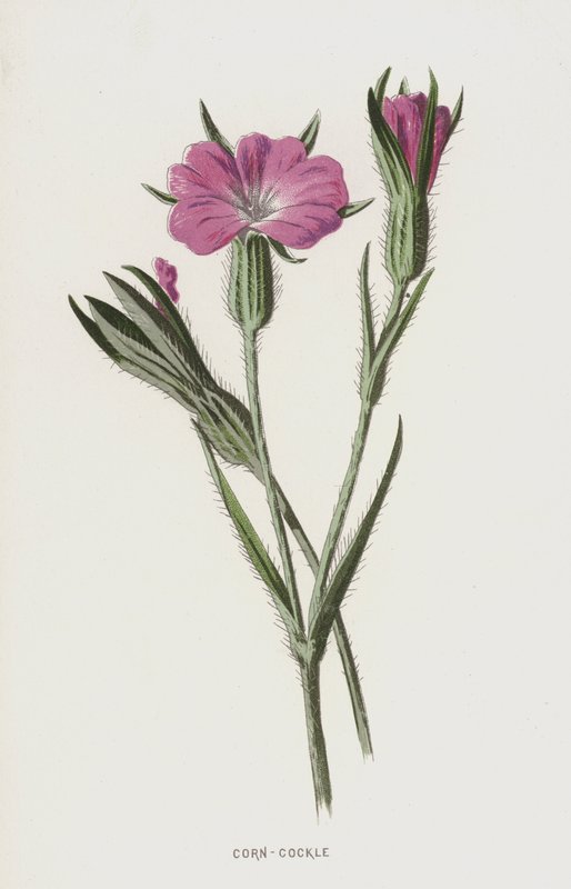Corn-Cockle (chromolitho) av Frederick Edward Hulme