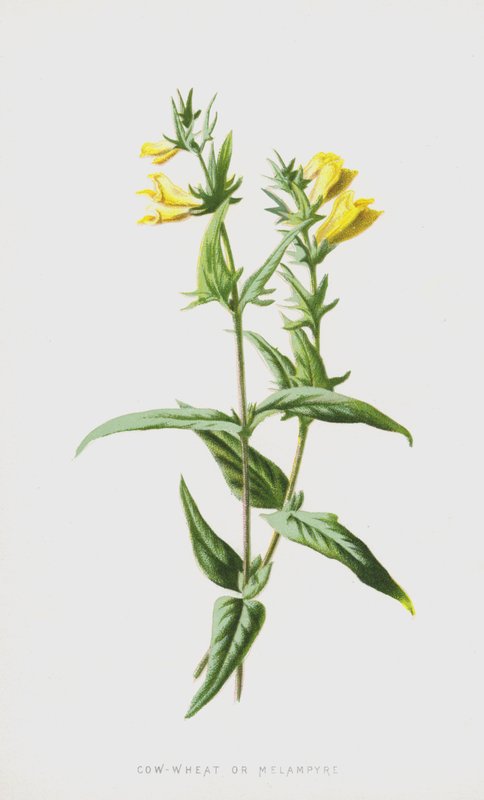 Kovete eller Melampyre (chromolitho) av Frederick Edward Hulme