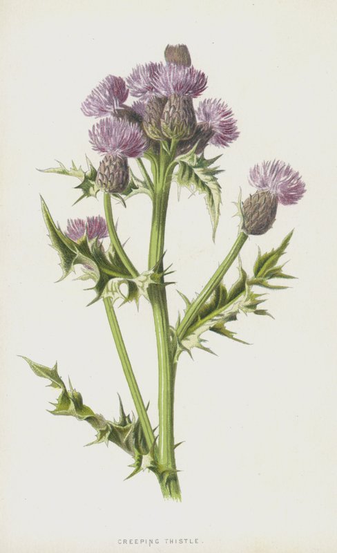 Kryptistel (chromolitho) av Frederick Edward Hulme