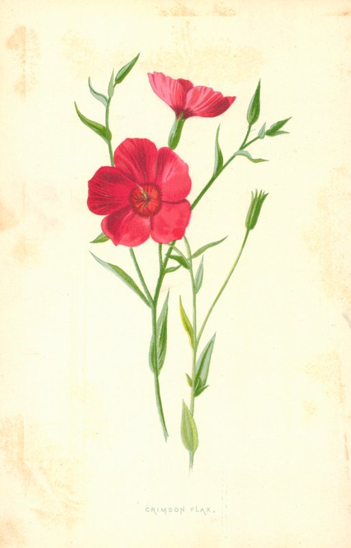 Crimson Flax av Frederick Edward Hulme