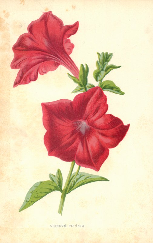 Crimson Petunia av Frederick Edward Hulme
