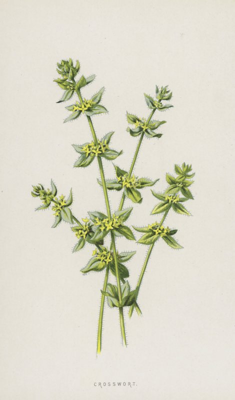 Korsört (chromolitho) av Frederick Edward Hulme