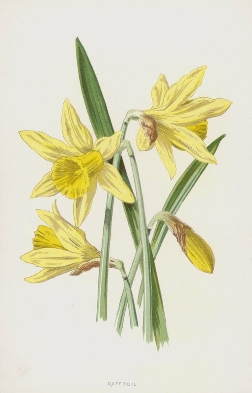 Påsklilja (chromolitho) av Frederick Edward Hulme