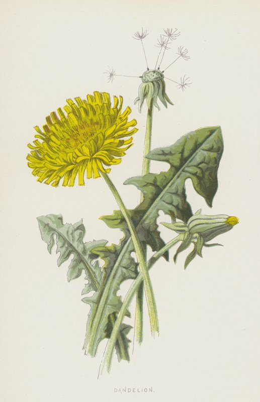 Maskros (chromolitho) av Frederick Edward Hulme
