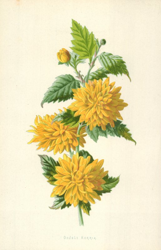 Dubbel Kerria av Frederick Edward Hulme