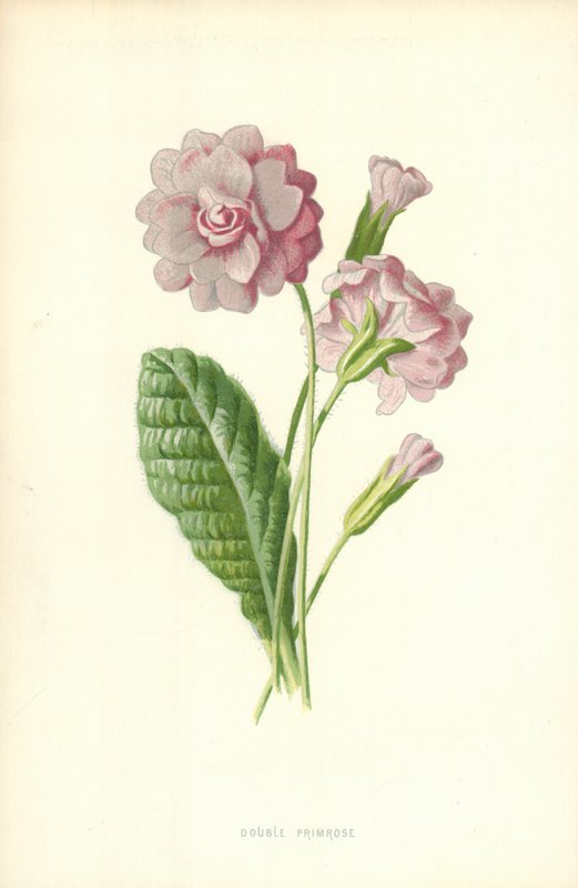 Dubbel Primrose av Frederick Edward Hulme