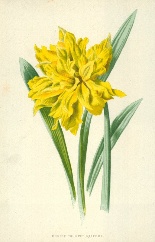 Dubbel trumpetpåsklilja av Frederick Edward Hulme