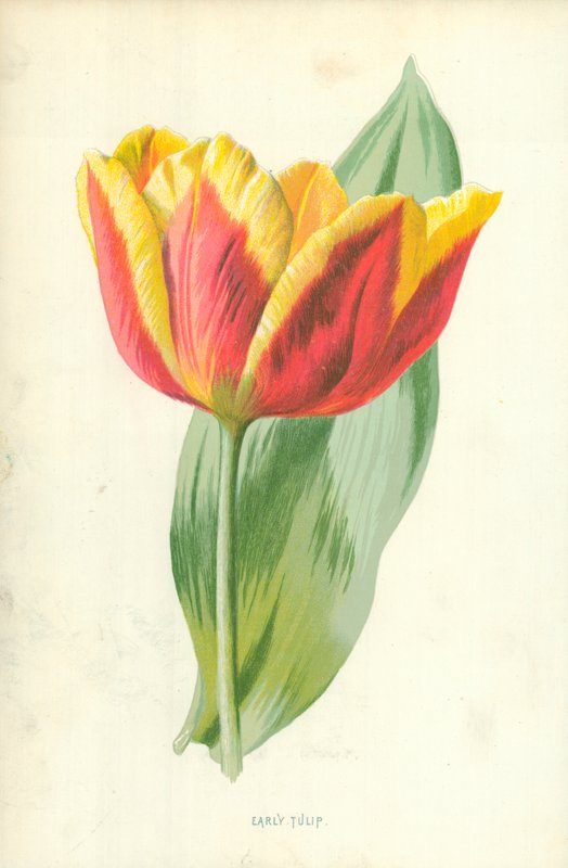 Tidig tulpan av Frederick Edward Hulme