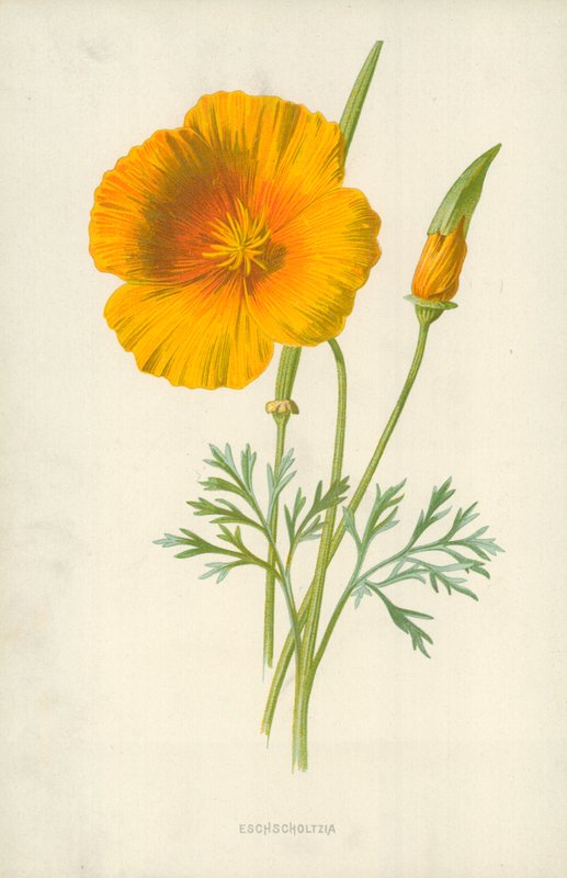 Eschscholtzia av Frederick Edward Hulme