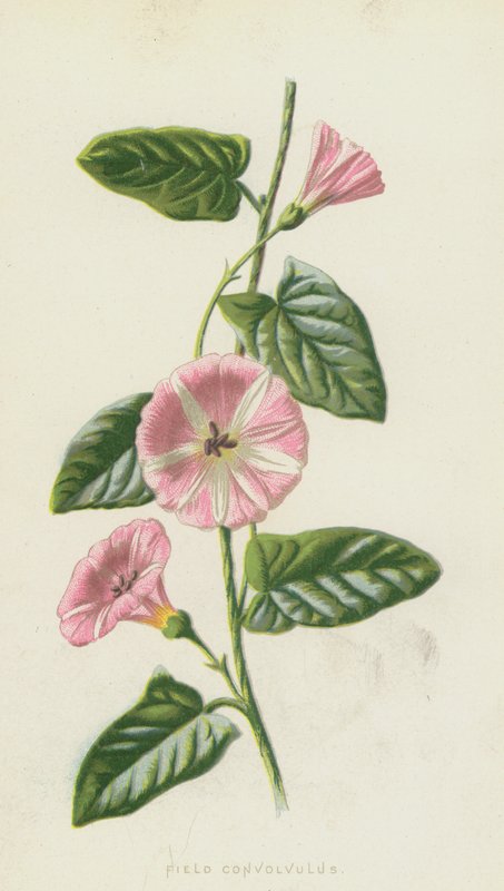 Field Convolvulus (chromolitho) av Frederick Edward Hulme