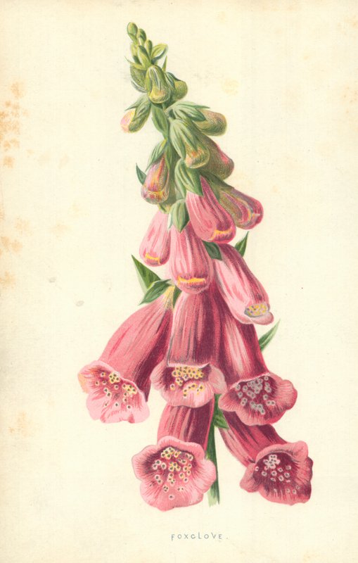Foxclove av Frederick Edward Hulme