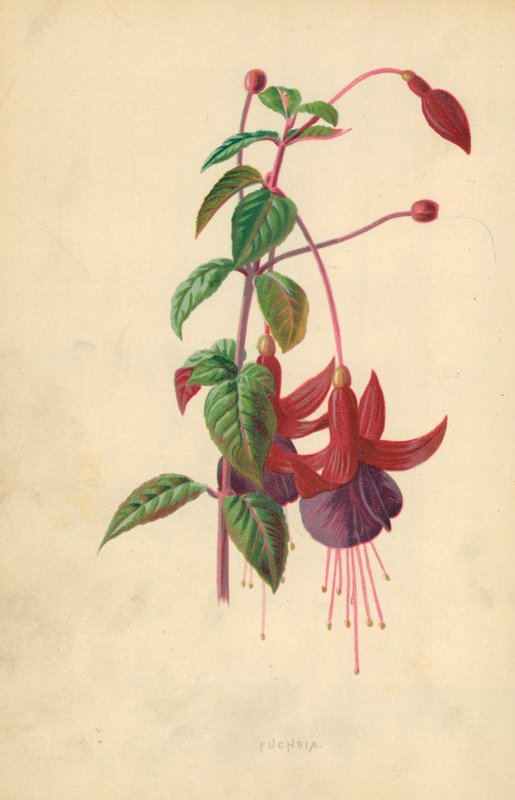 Fuchsia av Frederick Edward Hulme