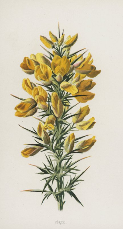 Furze (chromolitho) av Frederick Edward Hulme
