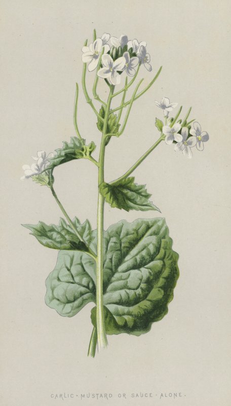 Vitlök-senap eller sås-ensam (chromolitho) av Frederick Edward Hulme
