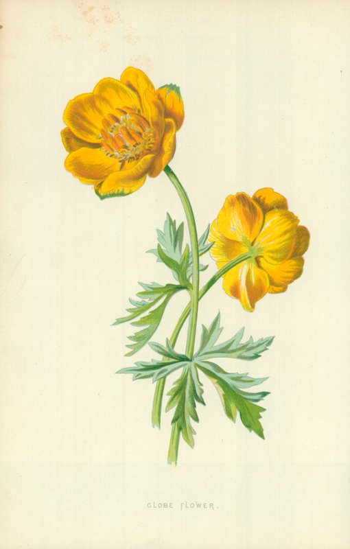 Globblomma av Frederick Edward Hulme
