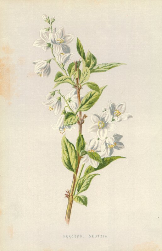 Graciösa Deutzia av Frederick Edward Hulme