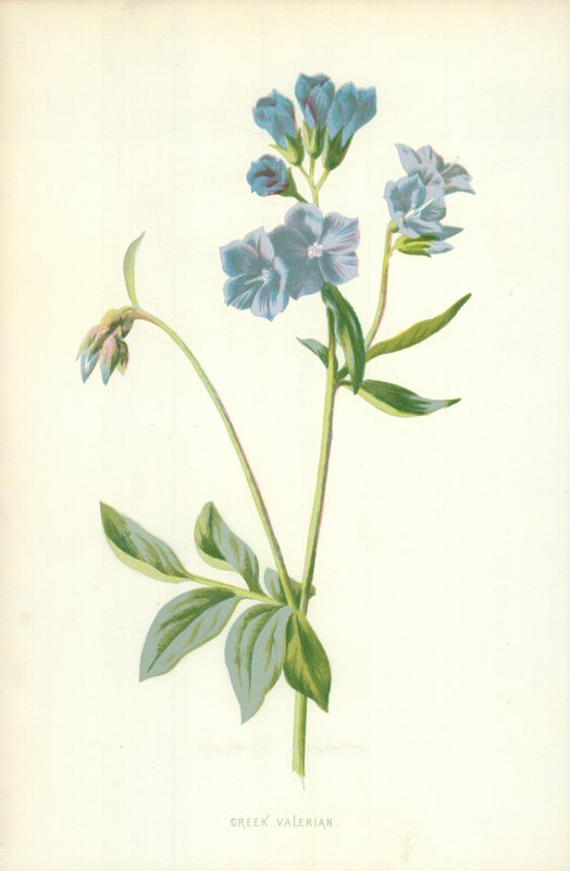 grekisk valeriana av Frederick Edward Hulme