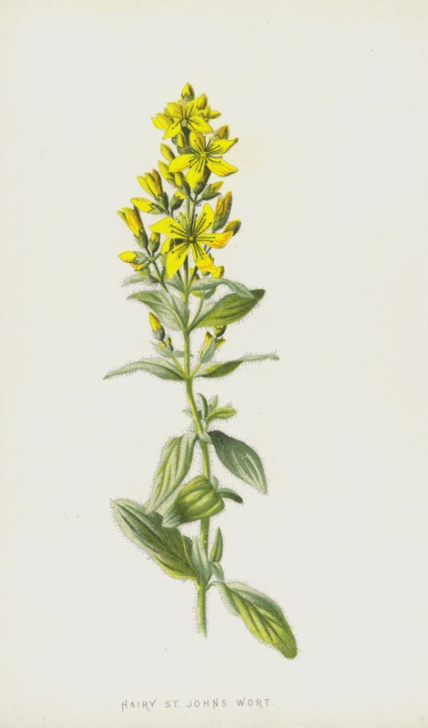 Hårig johannesört (chromolitho) av Frederick Edward Hulme