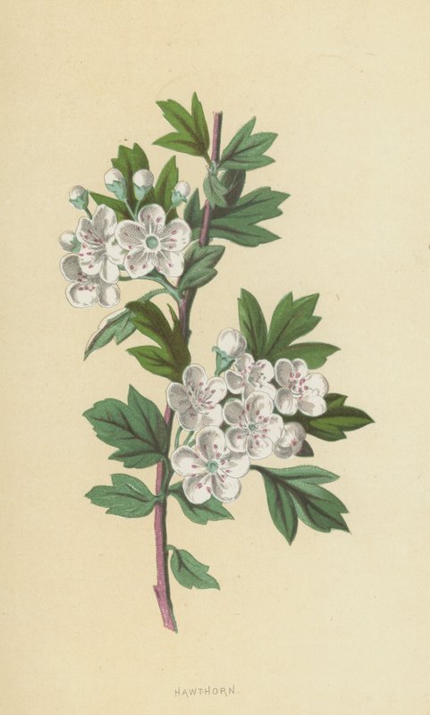 Hagtorn (chromolitho) av Frederick Edward Hulme
