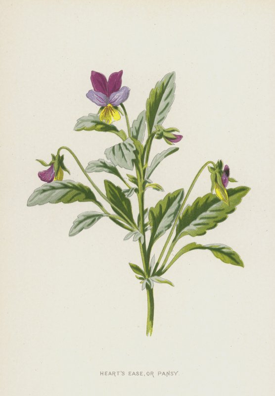 Hearts Ease, eller Pansy (chromolitho) av Frederick Edward Hulme
