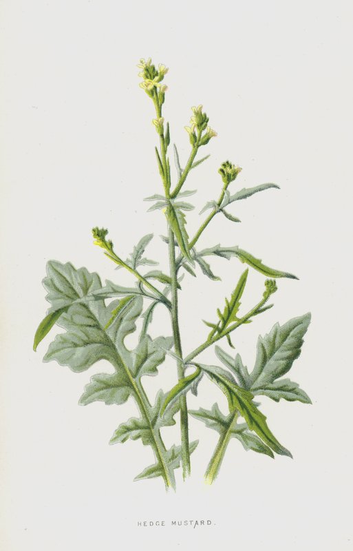 Hedge Senap (chromolitho) av Frederick Edward Hulme