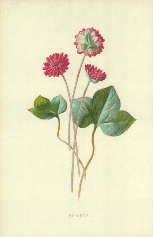 Blåsippa av Frederick Edward Hulme