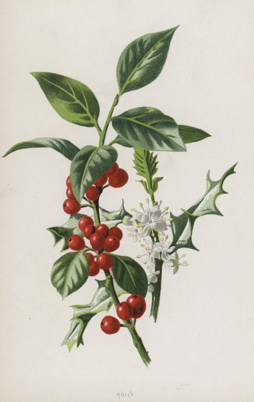 Holly (chromolitho) av Frederick Edward Hulme