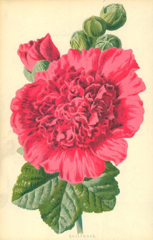 Stockros av Frederick Edward Hulme
