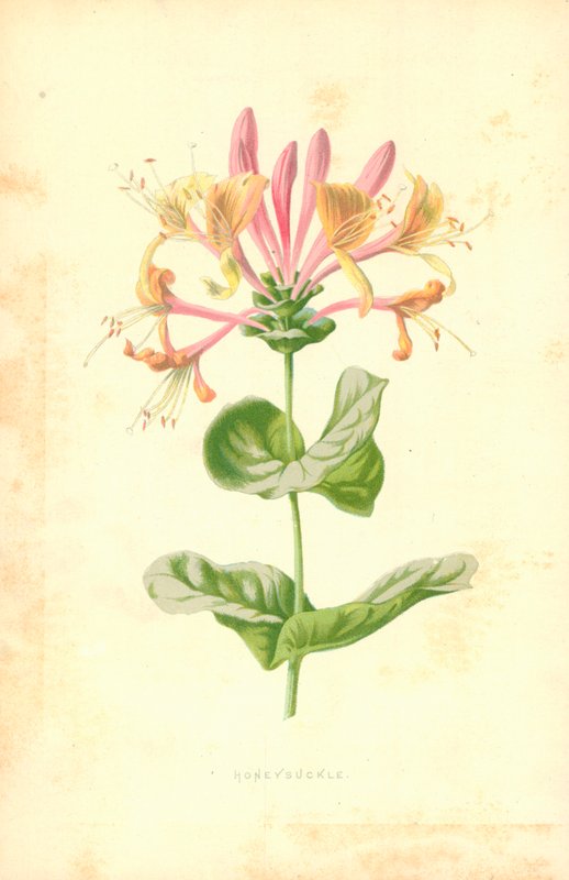 Kaprifol av Frederick Edward Hulme