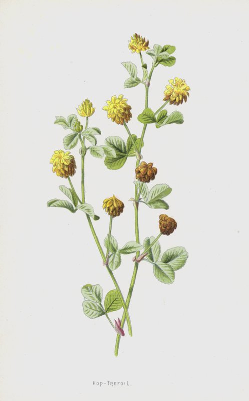 Humle-Trefoil (chromolitho) av Frederick Edward Hulme