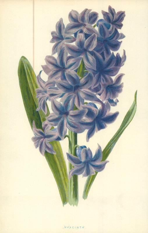 Hyacint av Frederick Edward Hulme