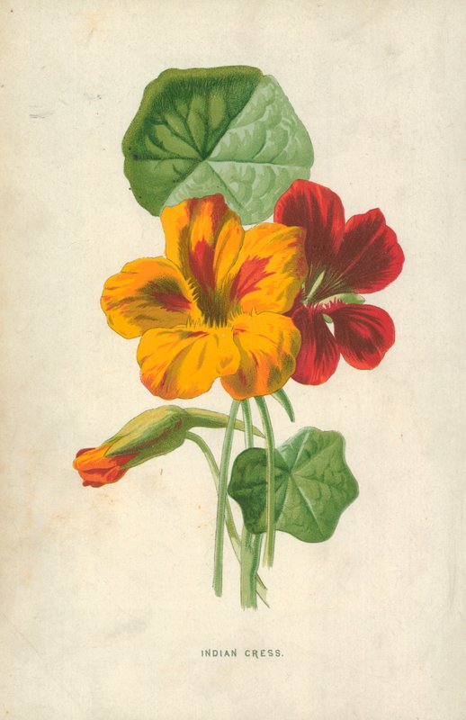 Indisk krasse av Frederick Edward Hulme