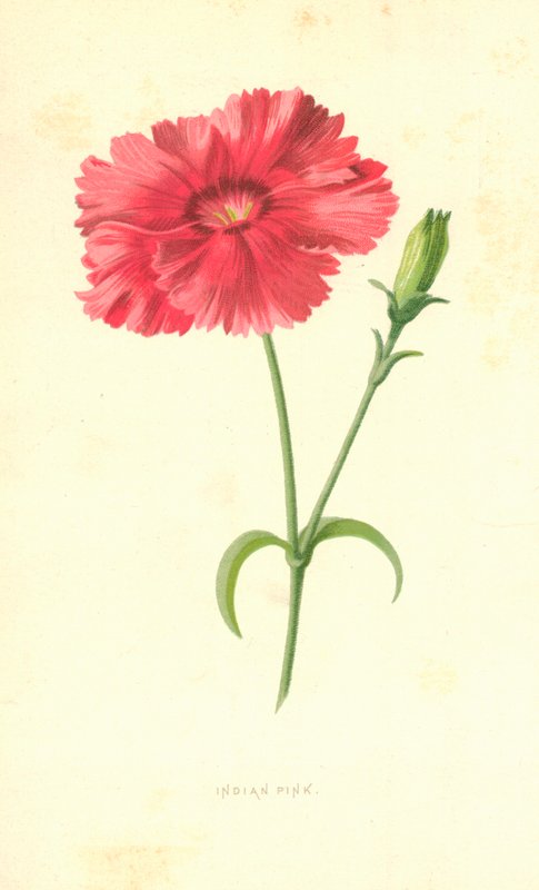 Indisk rosa av Frederick Edward Hulme